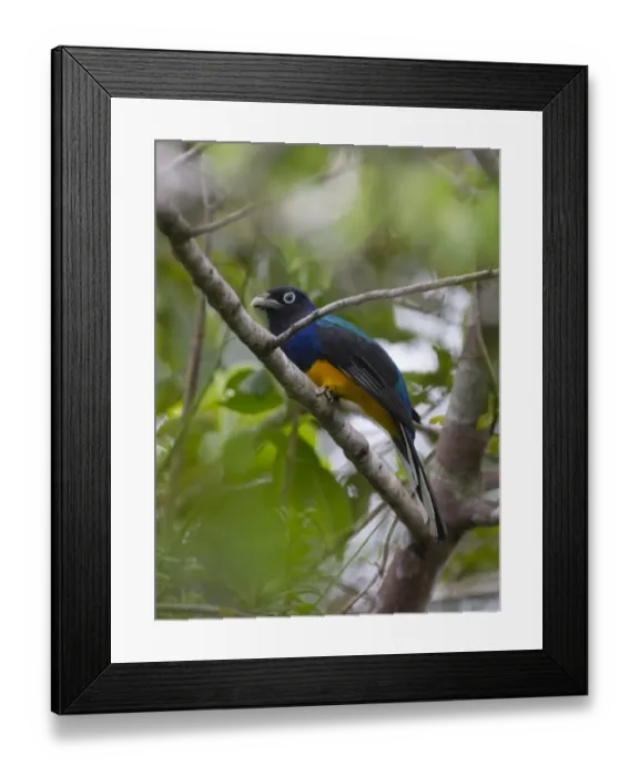Framed Print : White-tailed Trogon Trogon viridis Amazon River Basin Peru