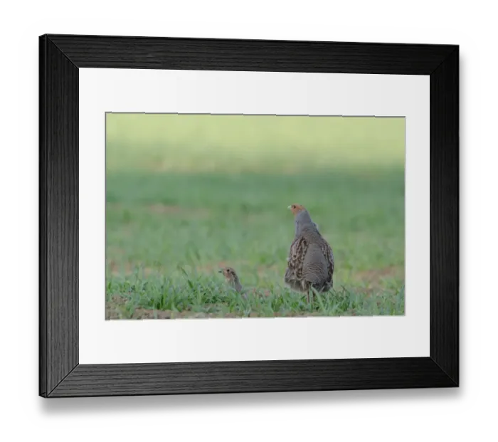 Framed Print : Grey Partridge Perdix perdix Norfolk spring Framed Print : Grey Partridge Perdix perdix Norfolk spring