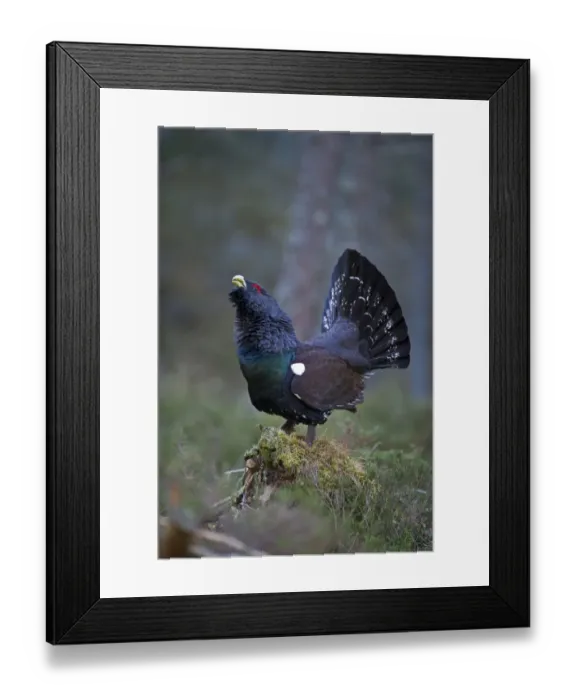Framed Print : Capercailie Tetrao urogallus rogue male displaying Highlands Scotland February Framed Print : Capercailie Tetrao urogallus rogue male displaying Highlands Scotland February