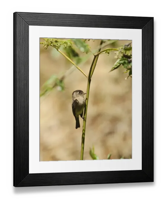 Framed Print : Black-capped Flycatcher Empidonax atriceps Savegre Costa Rica Framed Print : Black-capped Flycatcher Empidonax atriceps Savegre Costa Rica