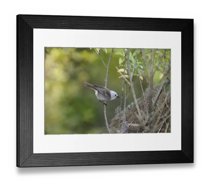 Framed Print : Whitehead Mohoua albicilla Tiri Tiri Matangi Island New Zealand Framed Print : Whitehead Mohoua albicilla Tiri Tiri Matangi Island New Zealand