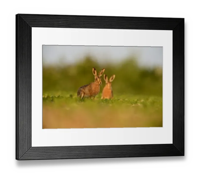 Framed Print : Brown (European) Hare Lepus europaeus Norfolk Framed Print : Brown (European) Hare Lepus europaeus Norfolk