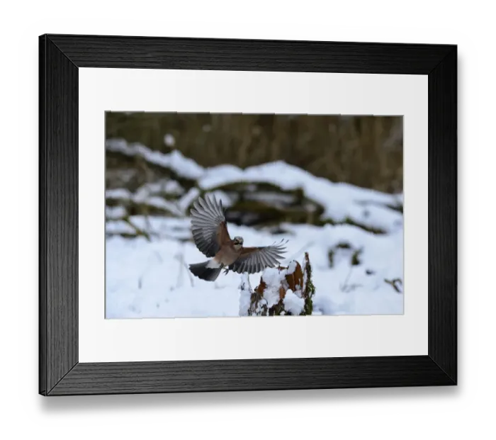 Framed Print : Eurasian Jay Garrulus glandarius collecting acorns Norfolk winter Framed Print : Eurasian Jay Garrulus glandarius collecting acorns Norfolk winter