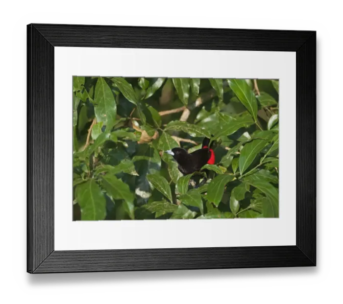 Framed Print : Scarlet-rumped Tanager Costa Rica Framed Print : Scarlet-rumped Tanager Costa Rica