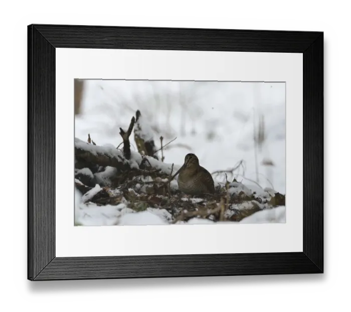 Framed Print : Eurasian Woodcock (Scolopax rusticola) Norfolk winter