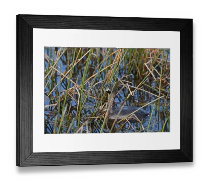 Framed Print : Pied-billed Grebe Podilymbus podiceps Florida Everglades USA Framed Print : Pied-billed Grebe Podilymbus podiceps Florida Everglades USA