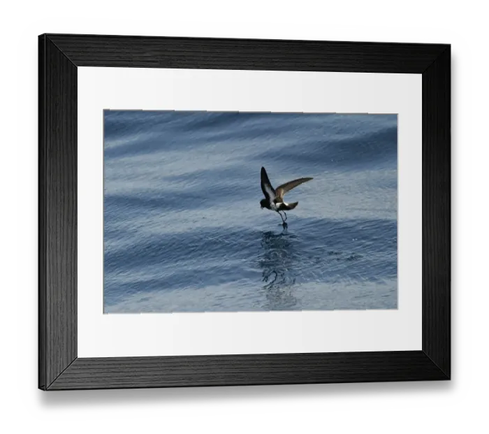 Framed Print : New Zealand Storm Petrel Oceanites maorianus Hauraki Gulf off North Island New Zealand Framed Print : New Zealand Storm Petrel Oceanites maorianus Hauraki Gulf off North Island New Zealand