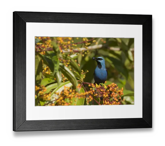Framed Print : Shining Honeycreeper Cyanerpes lucidus La Selva Costa Rica Framed Print : Shining Honeycreeper Cyanerpes lucidus La Selva Costa Rica