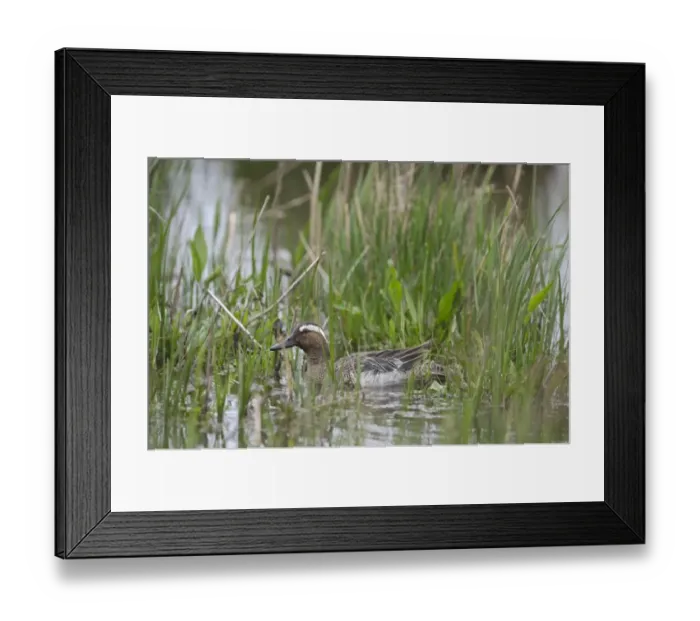 Framed Print : Garganey Anas querquedula male Cley Norfolk spring Framed Print : Garganey Anas querquedula male Cley Norfolk spring