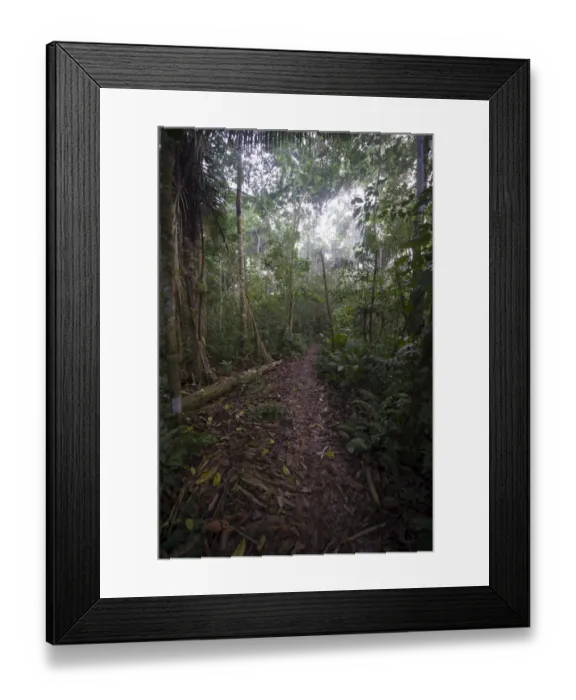 Framed Print : Path through tropical lowland rainforest at Tambopata Reasearch Centre Peruvian Amazon