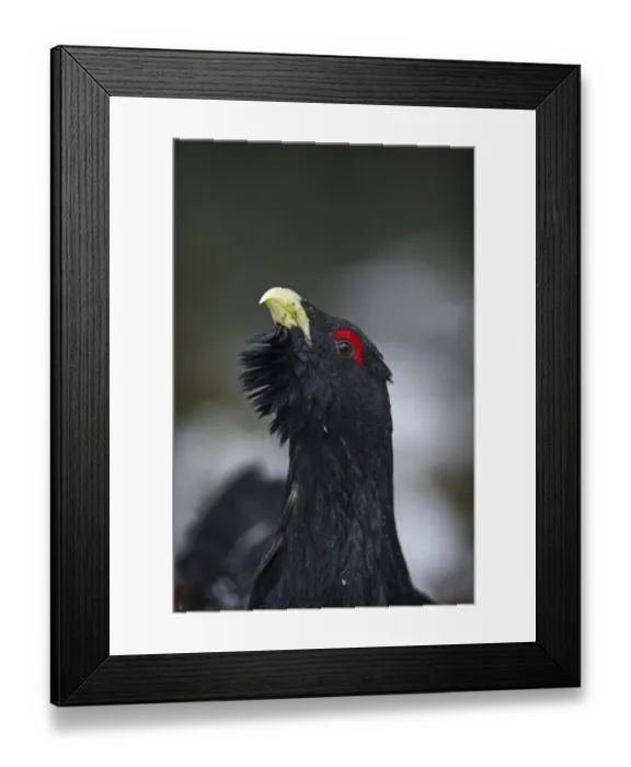 Framed Print : Capercailie Tetrao urogallus rogue male displaying Highlands Scotland February Framed Print : Capercailie Tetrao urogallus rogue male displaying Highlands Scotland February