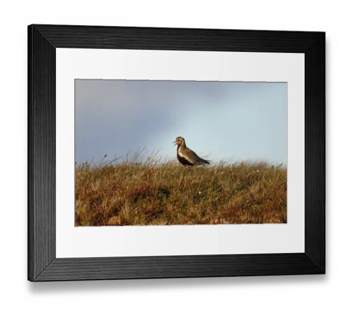 Framed Print : Golden Plover Pluvialus apricaria male on moorland Shetland June