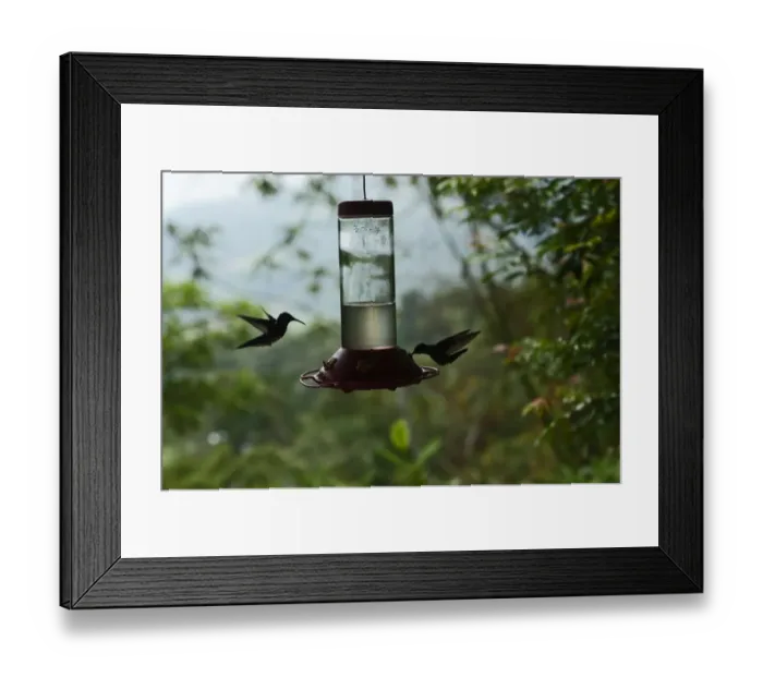 Framed Print : White-necked Jacobins Florisuga mellivora at backyard feeder Rancho Naturalista Costa Framed Print : White-necked Jacobins Florisuga mellivora at backyard feeder Rancho Naturalista Costa