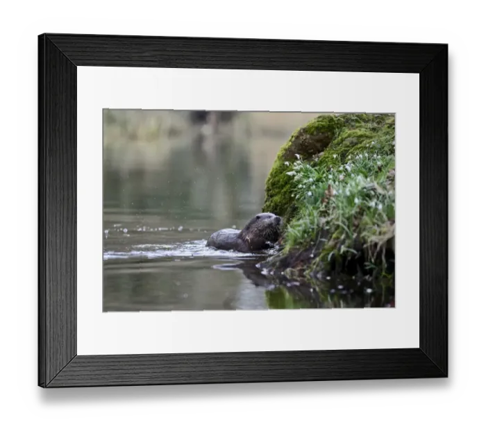 Framed Print : European Otter (Eurasian River Otter) Lutra lutra on River Thet, Thetford, Norfolk Framed Print : European Otter (Eurasian River Otter) Lutra lutra on River Thet, Thetford, Norfolk