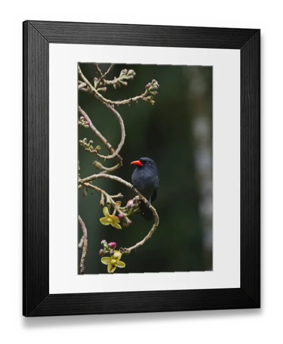 Framed Print : Black-fronted Nunbird Monasa nigifrons Iquitos Amazon Peru Framed Print : Black-fronted Nunbird Monasa nigifrons Iquitos Amazon Peru