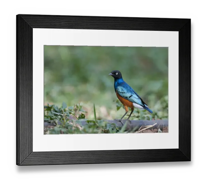 Framed Print : Superb Starling Lamprotornis superbus DSamburu Kenya East Africa Framed Print : Superb Starling Lamprotornis superbus DSamburu Kenya East Africa