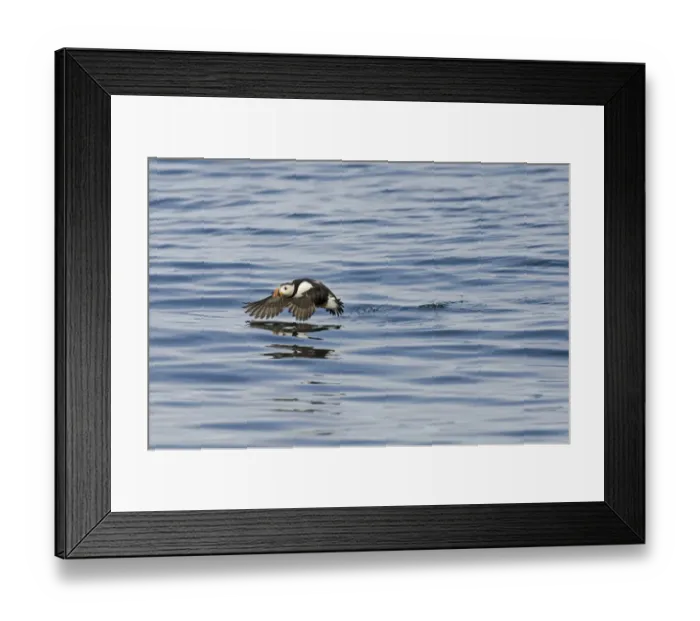 Framed Print : Puffin Fratercula arctica Farne Islands Northumberland July