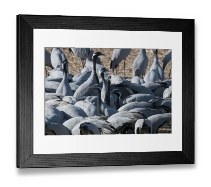 Framed Print : Demoiselle Cranes Anthropoides virgo at Kichan in Thar Desert Rajasthan India November