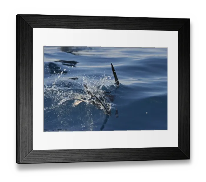Framed Print : Flesh-footed Shearwater Puffinus carneipes feeding out in Hauraki Gulf off New Zealand Framed Print : Flesh-footed Shearwater Puffinus carneipes feeding out in Hauraki Gulf off New Zealand