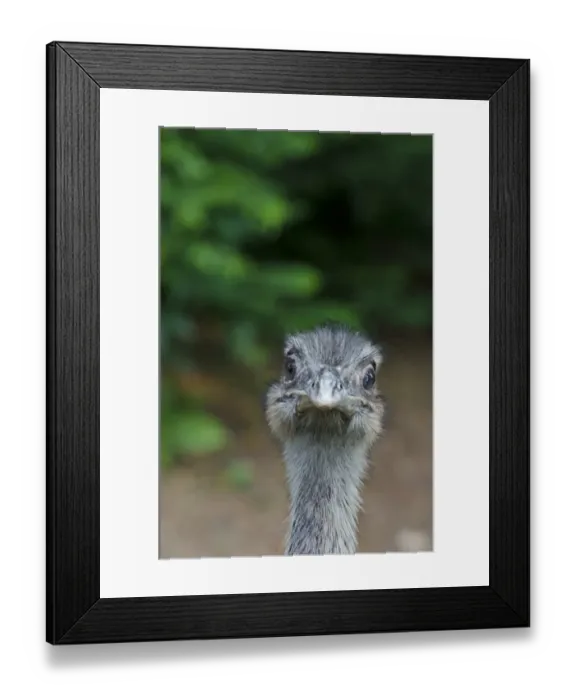Framed Print : Rhea, Rhea americana Chile South America Framed Print : Rhea, Rhea americana Chile South America