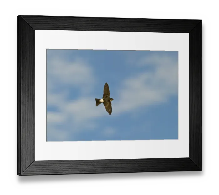 Framed Print : House Martin Delichon urbicum recently fledged Northumberland UK Framed Print : House Martin Delichon urbicum recently fledged Northumberland UK