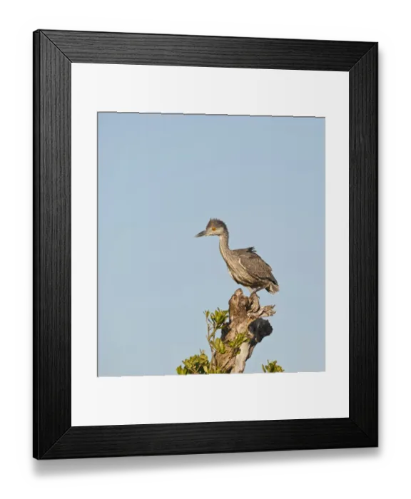 Framed Print : Yellow-crowned Night Heron Nyctanassa violacea immature Florida Everglades Framed Print : Yellow-crowned Night Heron Nyctanassa violacea immature Florida Everglades