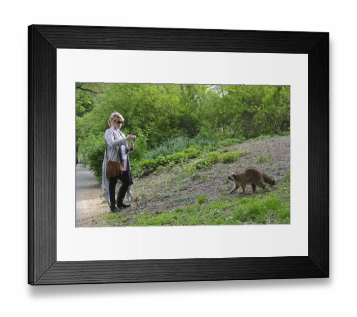 Framed Print : North American Racoon Procyon lotor in Central Park New York USA May Framed Print : North American Racoon Procyon lotor in Central Park New York USA May