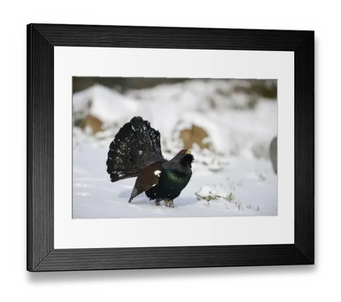 Framed Print : Capercailie Tetrao urogallus rogue male displaying Highlands Scotland February Framed Print : Capercailie Tetrao urogallus rogue male displaying Highlands Scotland February