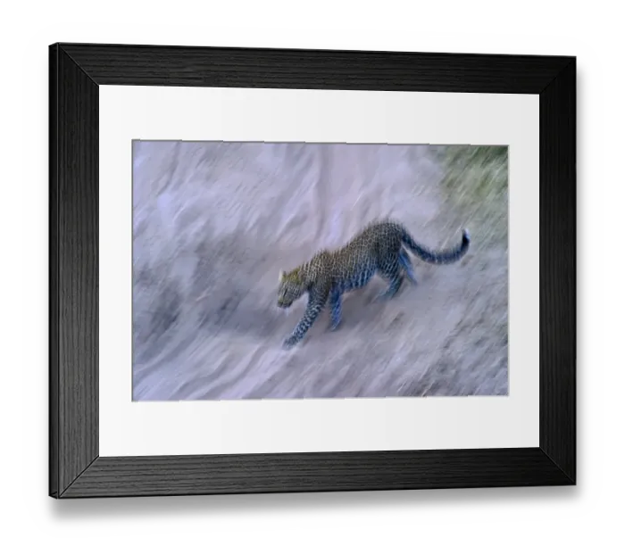 Framed Print : Leopard Panthera pardus Masai Mara Kenya Framed Print : Leopard Panthera pardus Masai Mara Kenya