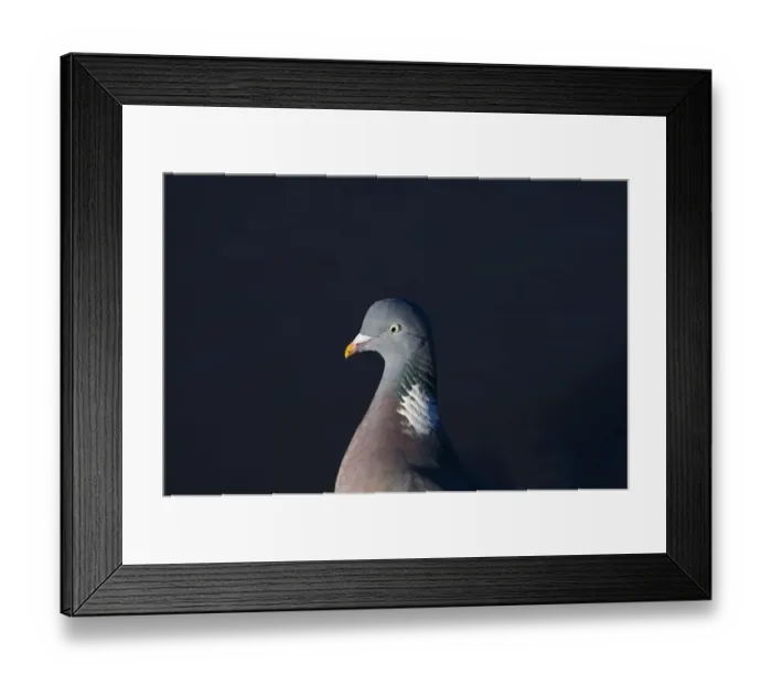 Framed Print : Wood Pigeon Columba palumbus Norfolk winter Framed Print : Wood Pigeon Columba palumbus Norfolk winter