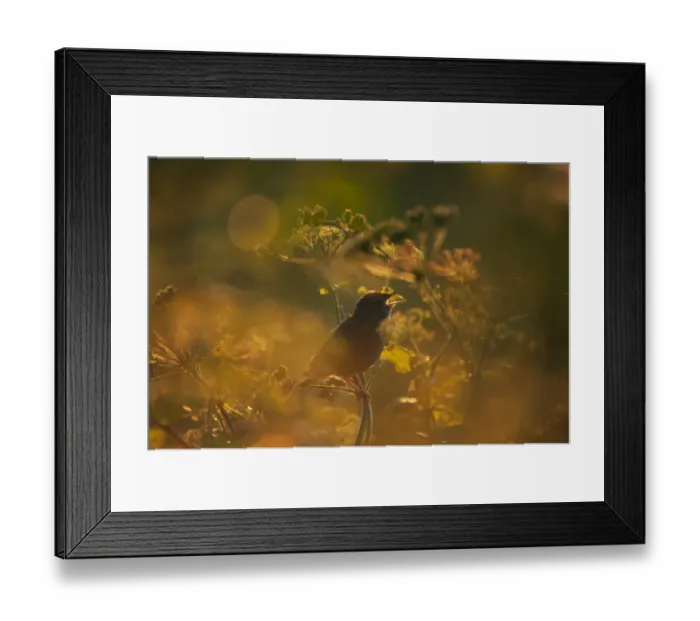 Framed Print : Grasshopper Warbler Locustella naevia in song Norfolk May Framed Print : Grasshopper Warbler Locustella naevia in song Norfolk May