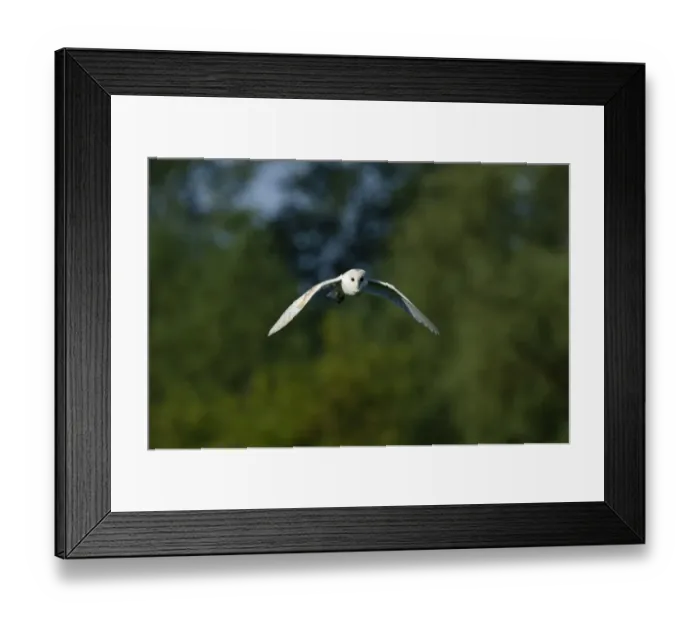 Framed Print : Barn Owl Tyto alba hunting Norfolk summer