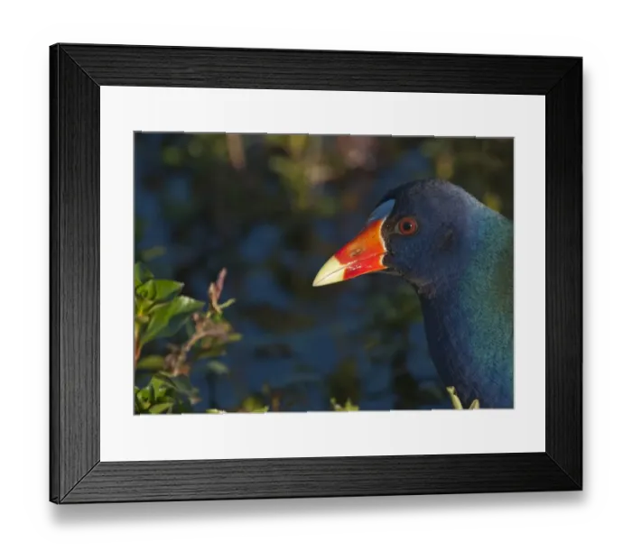 Framed Print : American Purple Gallinule Porphyrio martinica Florida Everglades USA