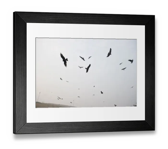 Framed Print : Black Kites Milvus migrans at Ghazipur rubbish fump one of the largest dumps on earth Framed Print : Black Kites Milvus migrans at Ghazipur rubbish fump one of the largest dumps on earth