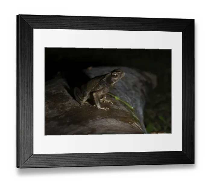 Framed Print : Toad sp Tambopata Peru Framed Print : Toad sp Tambopata Peru
