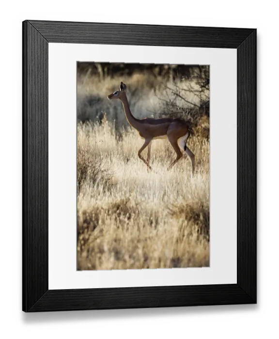 Framed Print : Gerenuk Litocranius walleri female Samburu Kenya