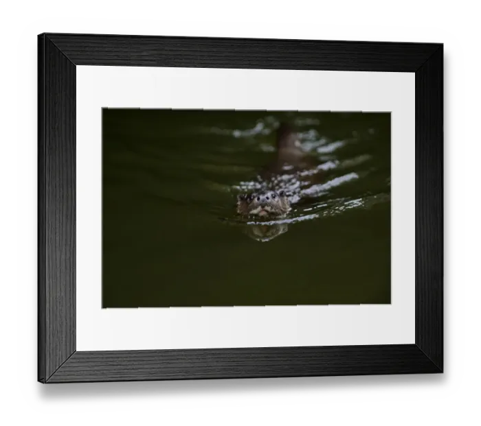 Framed Print : European Otter (Eurasian River Otter) Lutra lutra on River Thet, Thetford, Norfolk