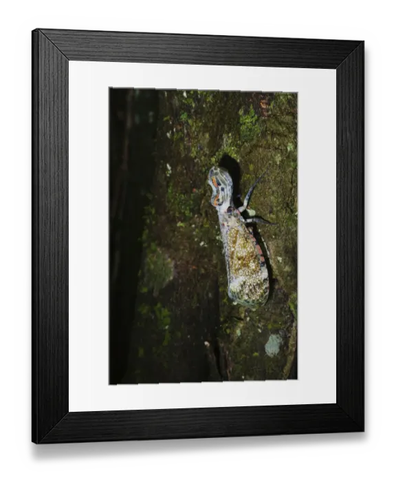 Framed Print : Lantern Fly (Alligator Bug) Fulgora laternaria Tambopata Amazon Peru