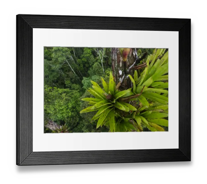 Framed Print : Bromeliad sp. growing on emergent tree in rainforest canopy nr Iquitos Amazon Peru