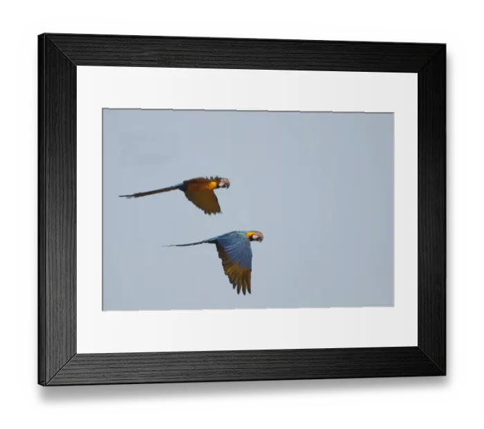 Framed Print : Blue and Yellow Macaw Ara ararauna Tambopata Amazon Peru Framed Print : Blue and Yellow Macaw Ara ararauna Tambopata Amazon Peru