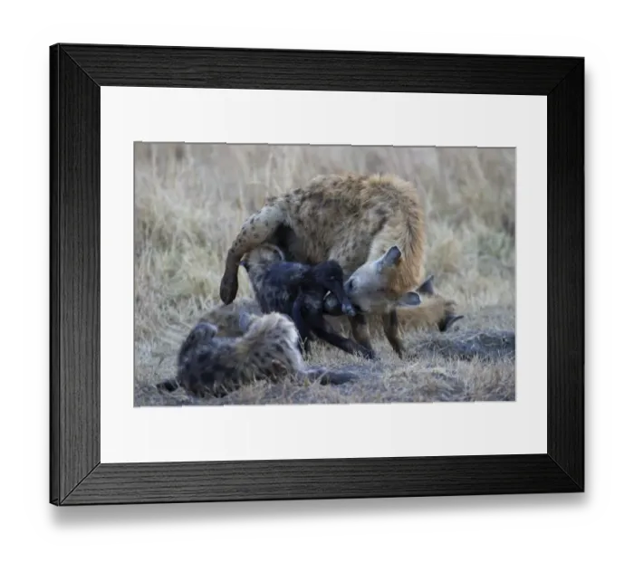 Framed Print : Spotted Hyena Crocuta crocuta with young pup Masai Mara Kenya