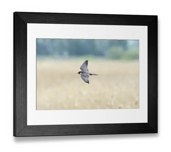 Framed Print : Hobby Falco subbuteo hunting Lakenheath RSPB Reserve Suffolk May Framed Print : Hobby Falco subbuteo hunting Lakenheath RSPB Reserve Suffolk May