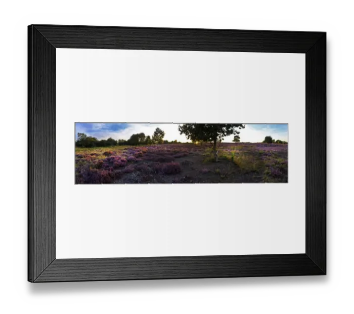Framed Print : Lowland heath on Minsmere RSPB Reserve within the Suffolk Sandlings Suffolk in august Framed Print : Lowland heath on Minsmere RSPB Reserve within the Suffolk Sandlings Suffolk in august