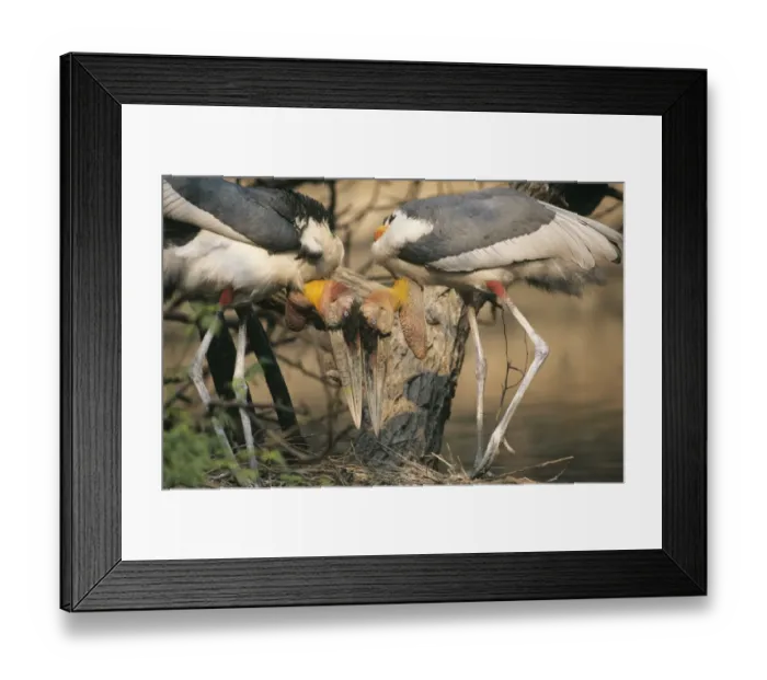 Framed Print : Greater Adjutant Storks Leptoptilos dubius pair displaying at nest India Framed Print : Greater Adjutant Storks Leptoptilos dubius pair displaying at nest India