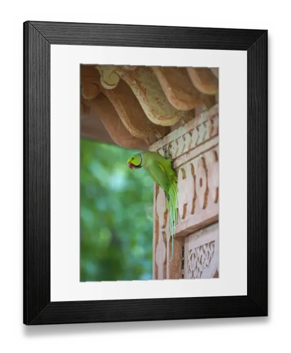 Framed Print : Rose-ringed Parakeet Psittacula krameri Bhratpur India