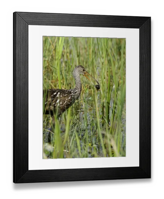 Framed Print : Limpkin Aramus guarauna feeding on snails Florida Everglades USA Framed Print : Limpkin Aramus guarauna feeding on snails Florida Everglades USA