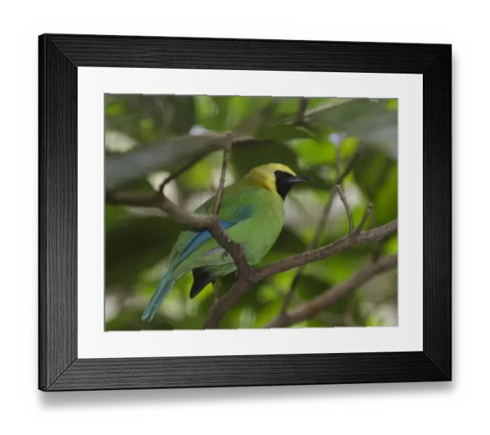 Framed Print : Blue-winged Leafbird (Chloropsis cochinchinensis) India