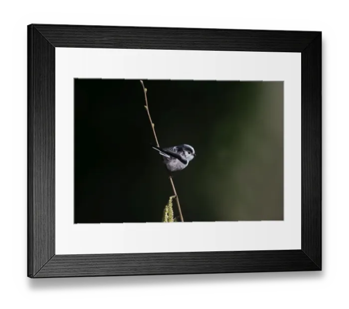 Framed Print : Long-tailed Tit Aegithalos caudatus Norfolk spring Framed Print : Long-tailed Tit Aegithalos caudatus Norfolk spring