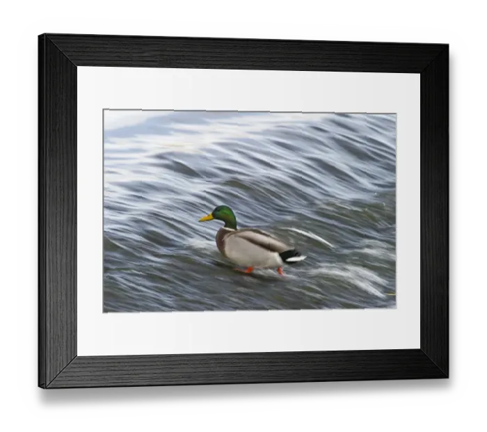 Framed Print : Mallard Anas platyrhynchos male Dumfries Scotland winter Framed Print : Mallard Anas platyrhynchos male Dumfries Scotland winter
