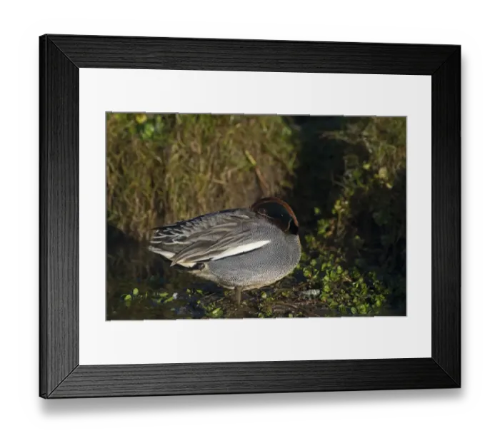 Framed Print : Teal Anas crecca male sleeping Norfolk winter
